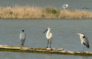 Bec Planer (Platalea leucorodia),Bernat pescaire ( Ardea cinerea )