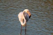 Flamenc ( Phoenicopterus ruber)