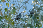 Estornell vulgar (Sturnus vulgaris)