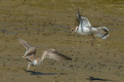 Corriol petit (Charadrius dubius)