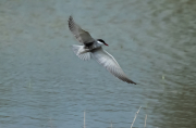 Fumarell carablanc ( Chlydonias hybridus )