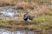 Fredeluga (Vanellus vanellus)