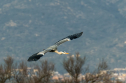 Bernat pescaire ( Ardea cinerea )