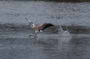 Flamenc ( Phoenicopterus ruber)