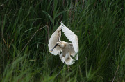 Bec-planer (Platalea leucorodia)