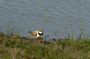 Corriol petit (Charadrius dubius)