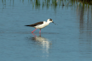 Cames llargues (Himantopus himantopus)