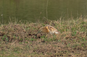 Martinet ros ( Ardeola ralloides )