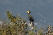 Corb marí ( Phalacrocorax carbon )