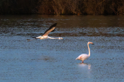 Flamenc ( Phoenicopterus ruber)