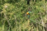 Abellerol (Merops apiaster)