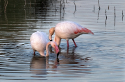 Flamenc ( Phoenicopterus ruber)