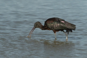 Capó reial ( Plegadis falcinellus )