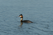 Cabussó emplomallat (Podiceps cristatus)