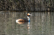 Cabussó emplomallat (Podiceps cristatus)