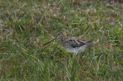 Becadell comú (Gallinago gallinago)