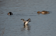 Cabussó coll-negre (Podiceps nigricollis)