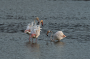 Flamenc ( Phoenicopterus ruber)