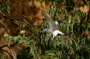 Jove  Tudó ( Columba palumbus )