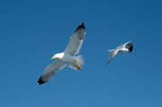 Gavià argentat ( Larus michahellis ) Gavina corsa (Larus audouinii)