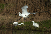 Martinet blanc (Egretta garzetta)