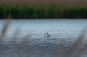 Cabussó emplomallat (Podiceps cristatus)