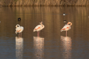 Flamenc ( Phoenicopterus ruber)