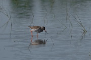 Gamba roja vulgar (Tringa totanus)