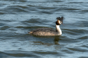 Cabussó emplomallat (Podiceps cristatus)