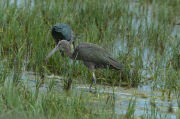 Capó reial ( Plegadis falcinellus )