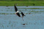 Cames llargues ( Himantopus himantopus )