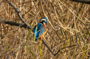 Blauet ( Alcedo atthis )