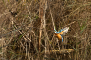 Blauet ( Alcedo atthis )