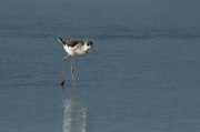 Cames llargues (Himantopus himantopus)
