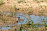 Corriol petit (Charadrius dubius)