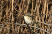 Mosquiter comú (Phylloscopus collybita)