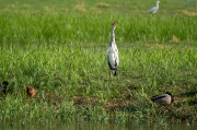 Bernat pescaire (Ardea cinerea)