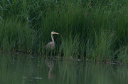 Agró roig ( Ardea purpurea )