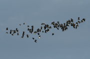 Fredelugas (Vanellus vanellus)