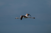 Flamenc ( Phoenicopterus ruber)