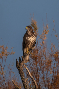 Aligot comú ( Buteo buteo )