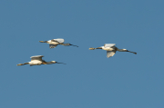 Bec Planer (Platalea leucorodia)