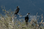 Corb marí ( Phalacrocorax carbon )