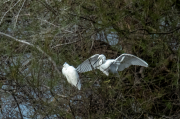 Martinet blanc (Egretta garzetta)