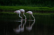 Flamencs ( Phoenicopterus ruber)