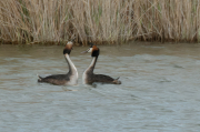 Cabussó emplomallat (Podiceps cristatus)