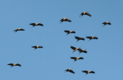 Grues ( Grus grus )
