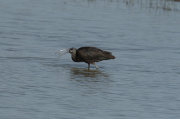 Capó reial ( Plegadis falcinellus )