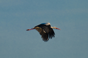 Cigonya ( Ciconia ciconia )