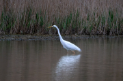 Agró blanc ( Ardea alba )